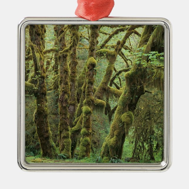 WA, Olympic NP, Hoh Rain Forest, Hall of Metal Ornament (Front)