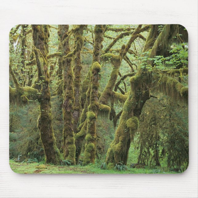 WA, Olympic NP, Hoh Rain Forest, Hall of Mouse Pad (Front)