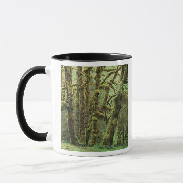 WA, Olympic NP, Hoh Rain Forest, Hall of Mug (Left)