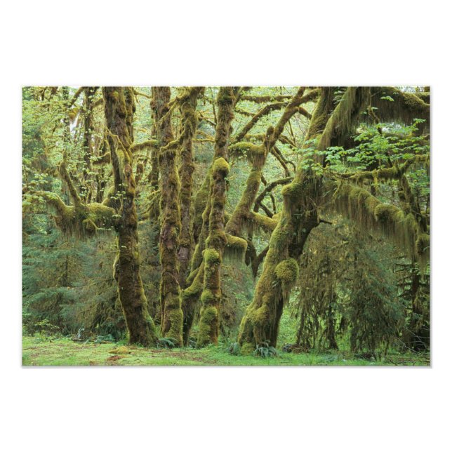 WA, Olympic NP, Hoh Rain Forest, Hall of Photo Print (Front)