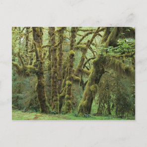 WA, Olympic NP, Hoh Rain Forest, Hall of Postcard
