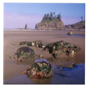 WA, Olympic NP, Second Beach with tidepools and Ceramic Tile