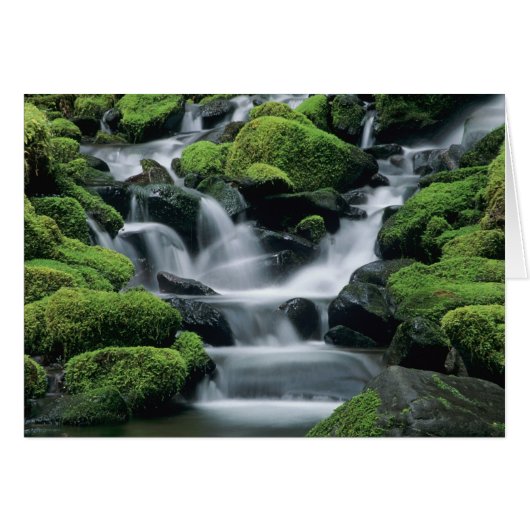 WA, Olympic NP, Sol Duc Valley, stream with Cards (Front Horizontal)