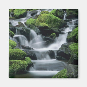 WA, Olympic NP, Sol Duc Valley, stream with Magnet