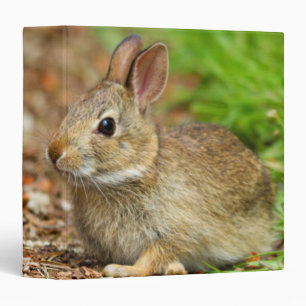 WA, Redmond, Eastern Cottontail baby rabbit Binder