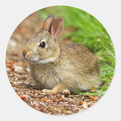 WA Redmond Eastern Cottontail baby rabbit Classic Round Sticker