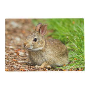 WA, Redmond, Eastern Cottontail baby rabbit Placemat
