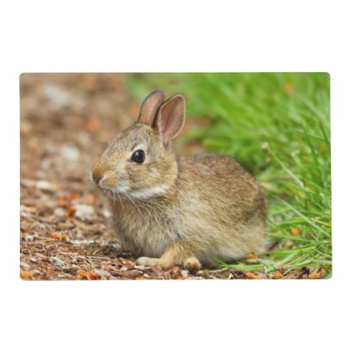 WA Redmond Eastern Cottontail baby rabbit Placemat