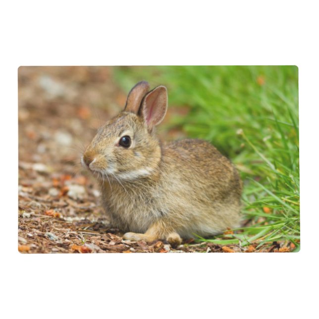 WA, Redmond, Eastern Cottontail baby rabbit Placemat (Front)