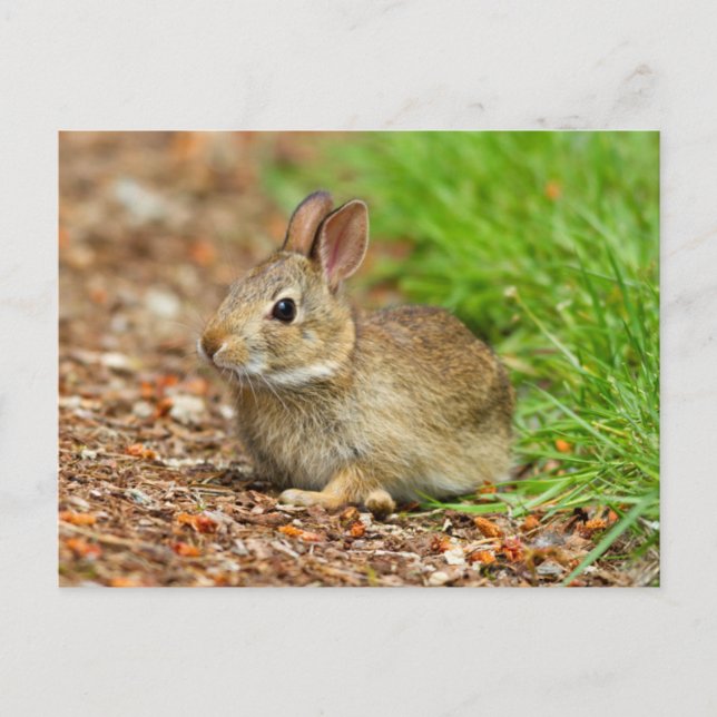 WA, Redmond, Eastern Cottontail baby rabbit Postcard (Front)