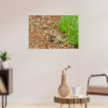 WA, Redmond, Eastern Cottontail baby rabbit Poster | Zazzle