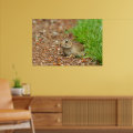 WA, Redmond, Eastern Cottontail baby rabbit Poster | Zazzle