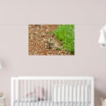WA, Redmond, Eastern Cottontail baby rabbit Poster | Zazzle
