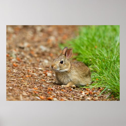 WA Redmond Eastern Cottontail baby rabbit Poster