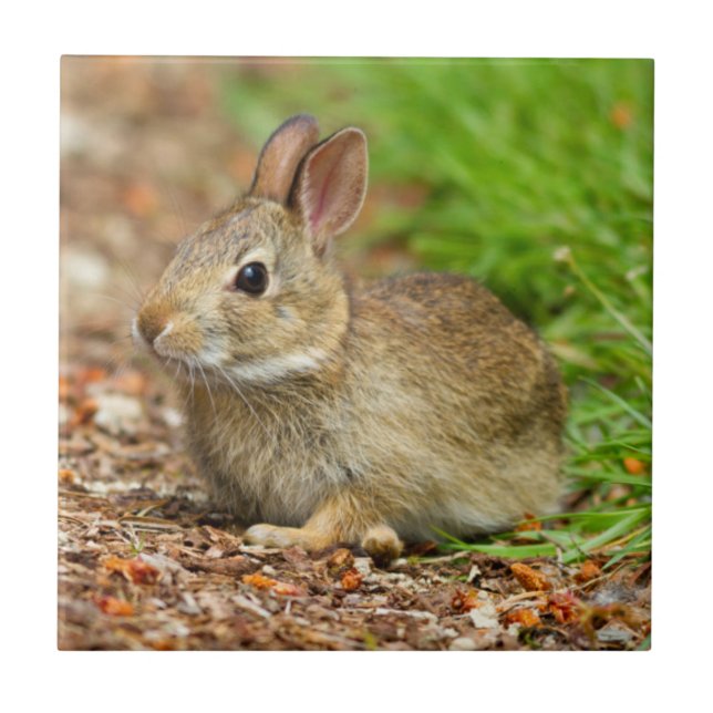 WA, Redmond, Eastern Cottontail baby rabbit Tile (Front)