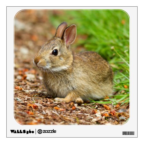 WA Redmond Eastern Cottontail baby rabbit Wall Decal