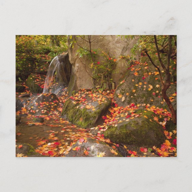 WA, Seattle, Washington Park Arboretum, Japanese Postcard (Front)