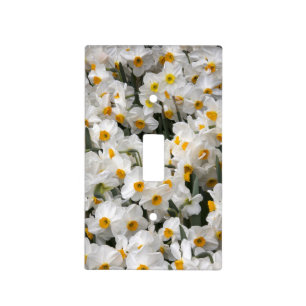 WA, Skagit Valley, Daffodil pattern Light Switch Cover