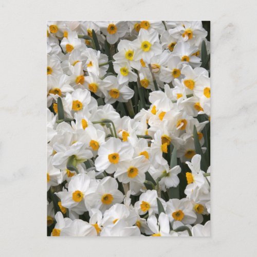 WA Skagit Valley Daffodil pattern Postcard