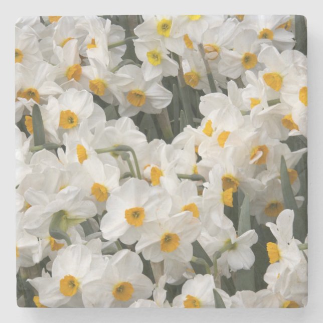 WA, Skagit Valley, Daffodil pattern Stone Coaster (Front)