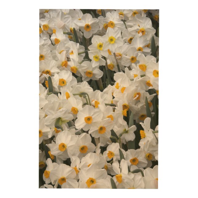 WA, Skagit Valley, Daffodil pattern Wood Wall Decor (Front)