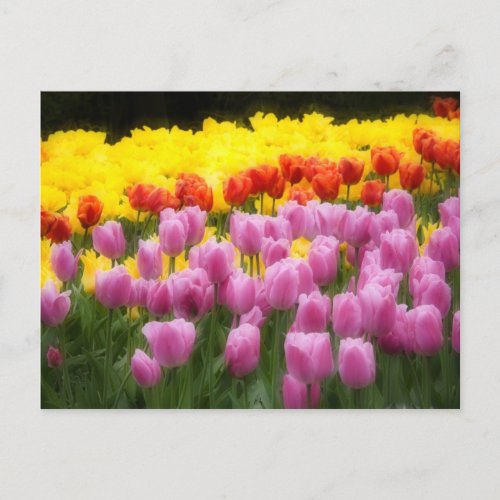 WA Skagit Valley Roozengaarde Tulip Garden 2 Postcard