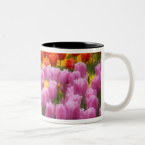 WA Skagit Valley Roozengaarde Tulip Garden 2 Two_Tone Coffee Mug