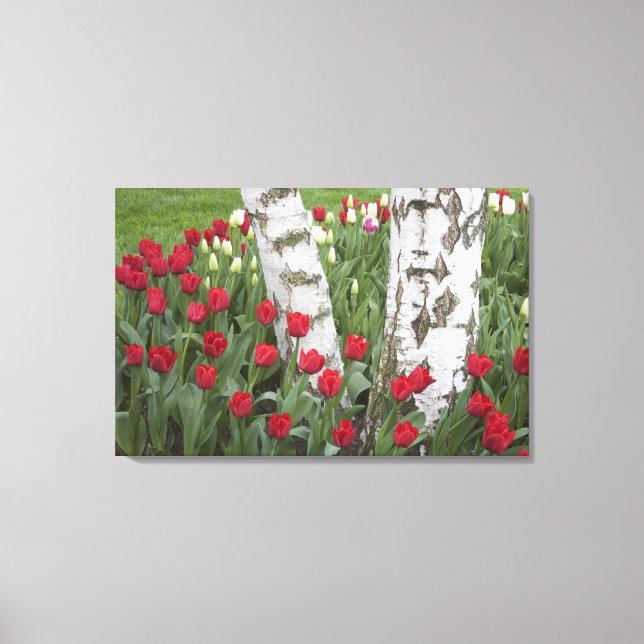 WA, Skagit Valley, Roozengaarde Tulip Garden Canvas Print (Front)