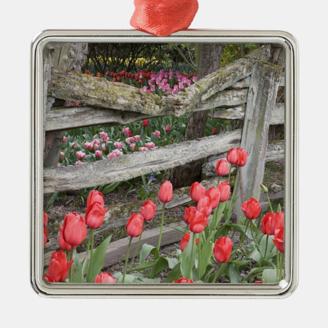 WA, Skagit Valley, Roozengaarde Tulip Garden, Metal Ornament (Front)