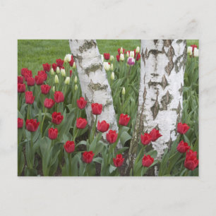 WA, Skagit Valley, Roozengaarde Tulip Garden Postcard