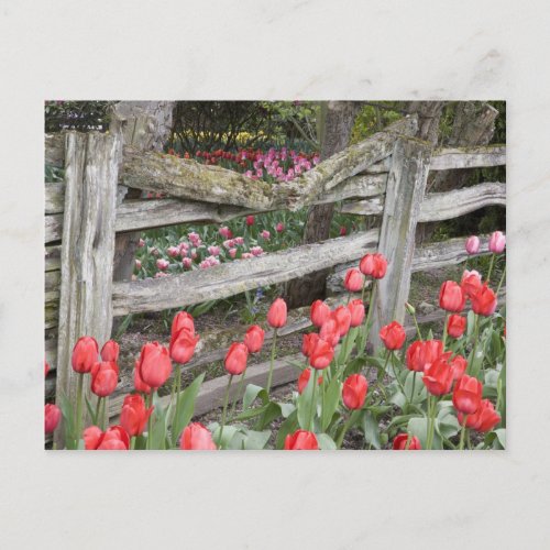 WA Skagit Valley Roozengaarde Tulip Garden Postcard