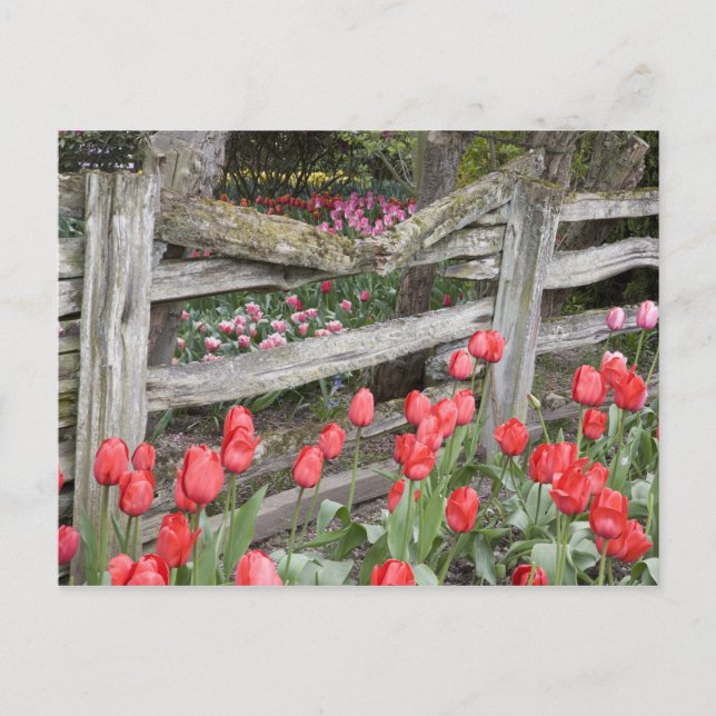 WA, Skagit Valley, Roozengaarde Tulip Garden, Postcard (Front)