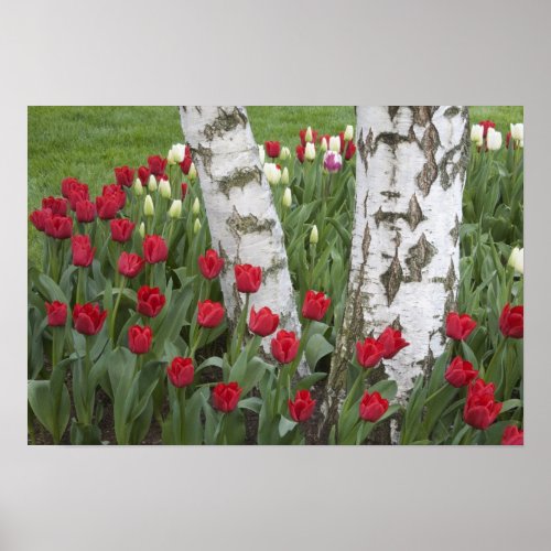 WA Skagit Valley Roozengaarde Tulip Garden Poster