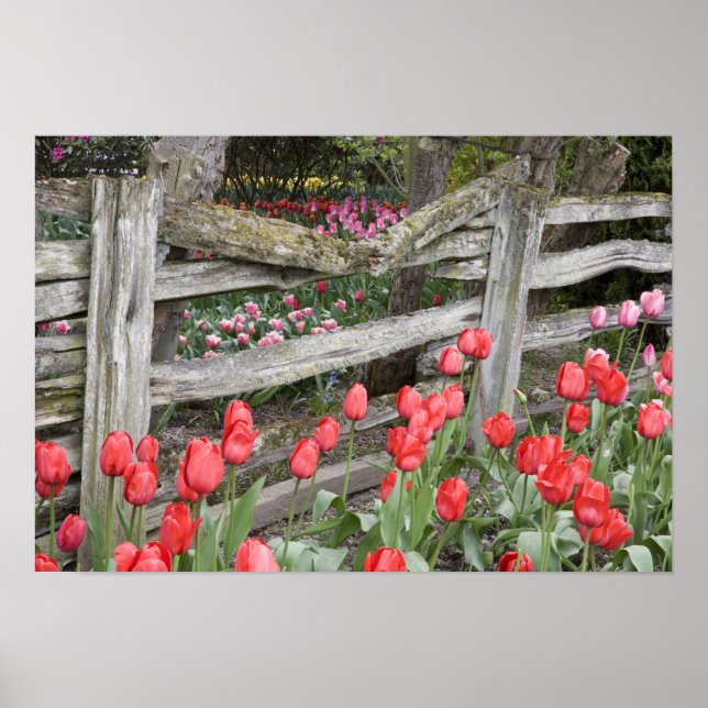 WA, Skagit Valley, Roozengaarde Tulip Garden, Poster (Front)