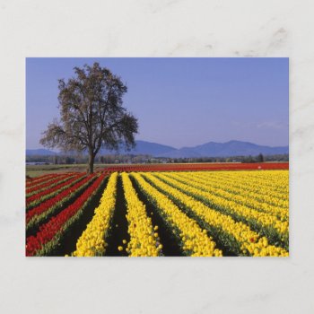 Wa  Skagit Valley  Skagit Valley Tulip 2 Postcard by OneWithNature at Zazzle