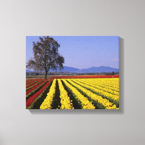 WA Skagit Valley Skagit Valley Tulip Canvas Print