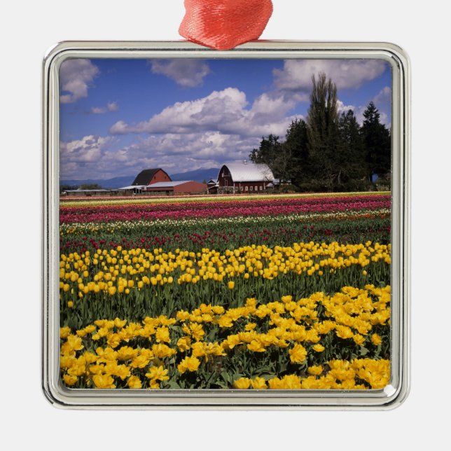 WA, Skagit Valley, Skagit Valley Tulip Metal Ornament (Front)