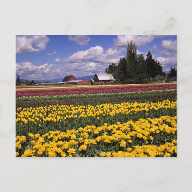 WA, Skagit Valley, Skagit Valley Tulip Postcard (Front)