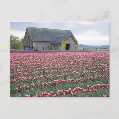 WA Skagit Valley Tulip Field and Barn Postcard