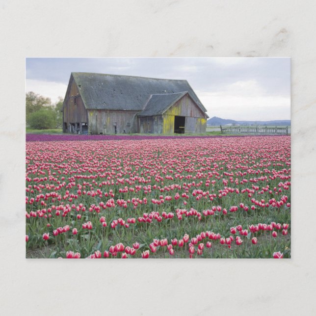 WA, Skagit Valley, Tulip Field and Barn Postcard (Front)