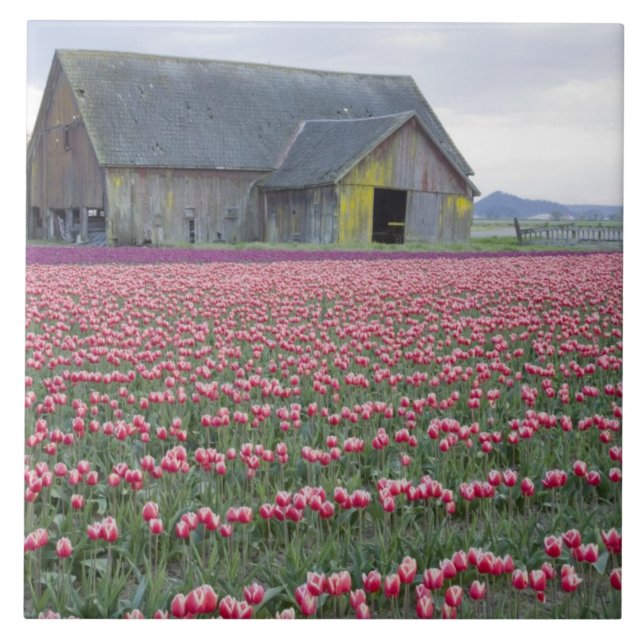 WA, Skagit Valley, Tulip Field and Barn Tile (Front)