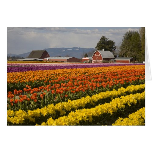 WA Skagit Valley Tulip fields in bloom at