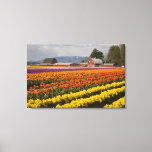 Wa, Skagit Valley, Tulip Fields In Bloom, At Canvas Print at Zazzle