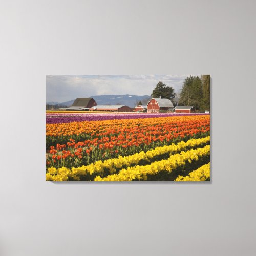 WA Skagit Valley Tulip fields in bloom at Canvas Print
