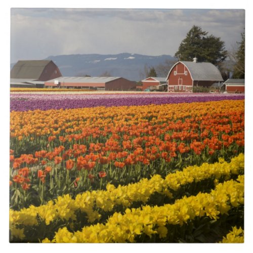 WA Skagit Valley Tulip fields in bloom at Ceramic Tile