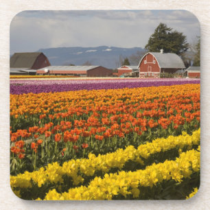 WA, Skagit Valley, Tulip fields in bloom, at Drink Coaster