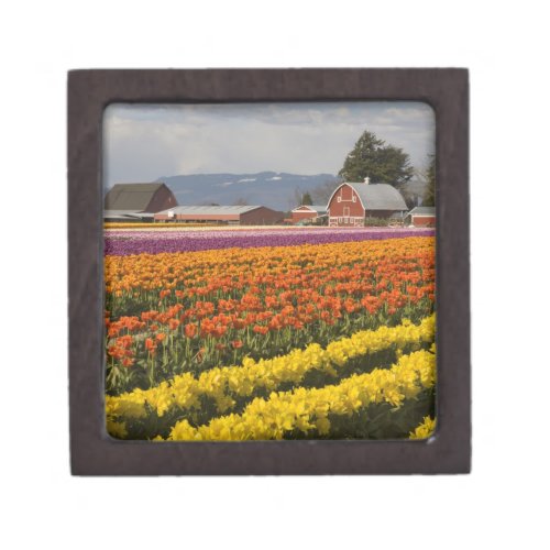 WA Skagit Valley Tulip fields in bloom at Jewelry Box