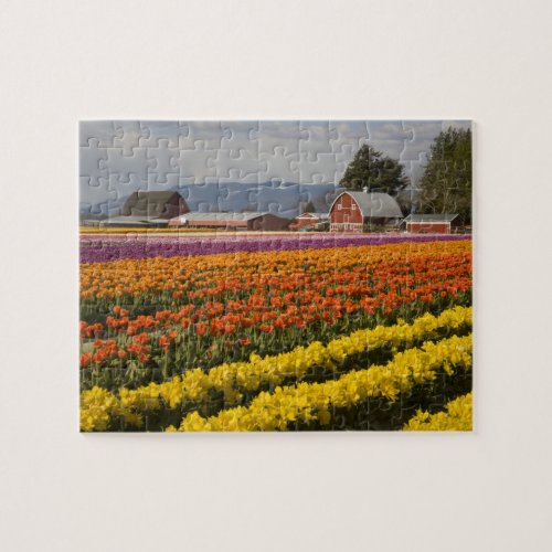 WA Skagit Valley Tulip fields in bloom at Jigsaw Puzzle