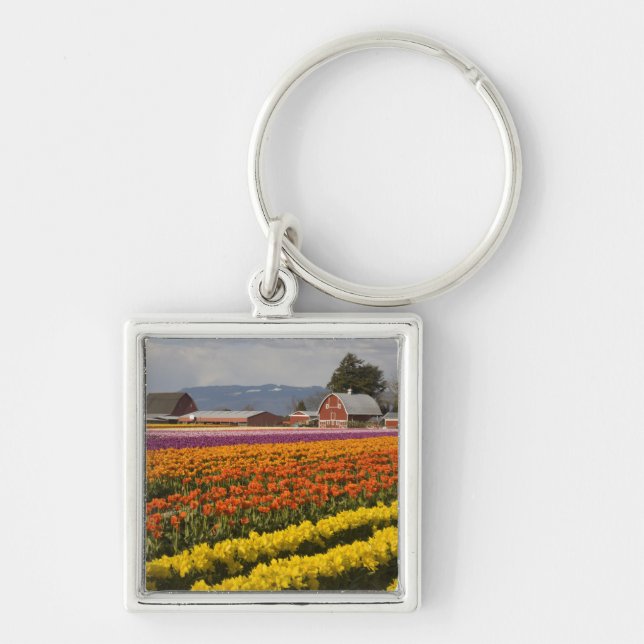 WA, Skagit Valley, Tulip fields in bloom, at Keychain (Front)