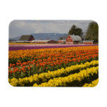 Wa, Skagit Valley, Tulip Fields In Bloom, At Magnet at Zazzle